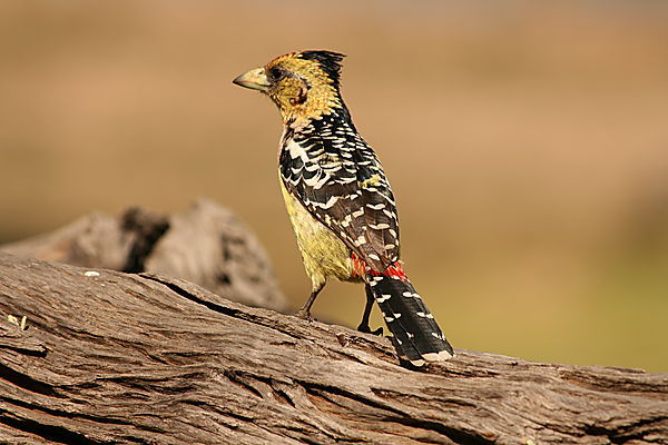 stand_crested_barbet-1257410823.jpg